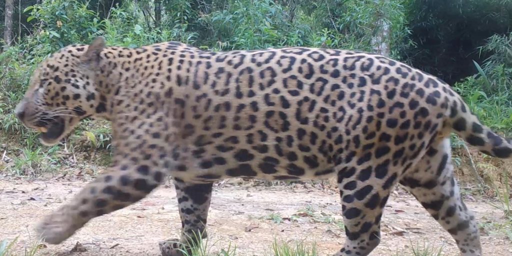 onca-pintada-e-peixe-boi-tem-genomas-mapeados-em-alta-qualidade