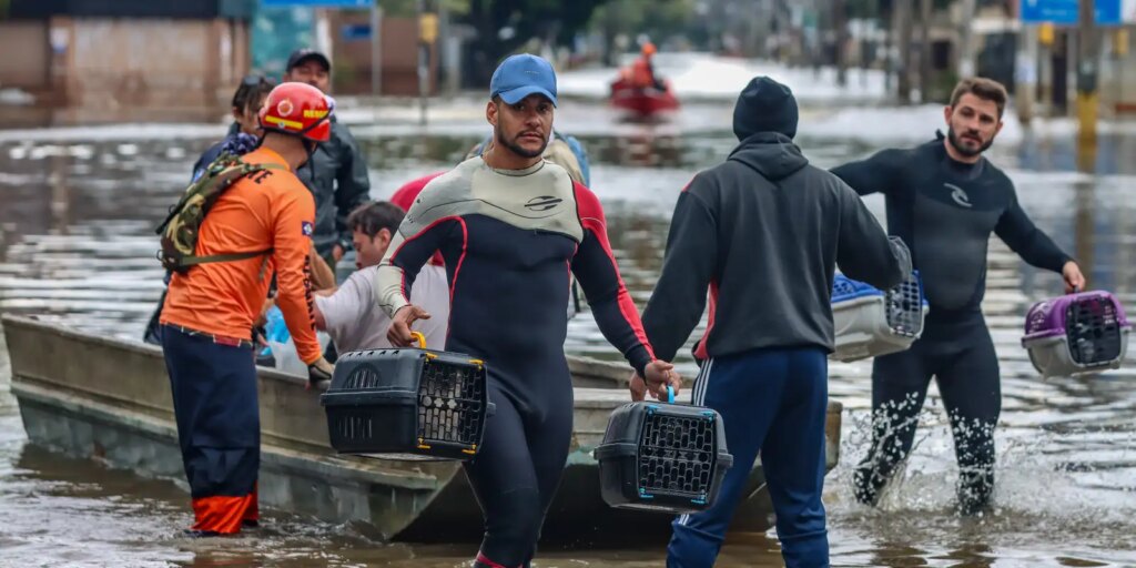 lei-cria-politica-de-acolhimento-para-animais-resgatados-em-desastres