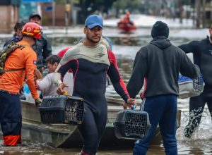 lei-cria-politica-de-acolhimento-para-animais-resgatados-em-desastres