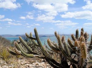 caatinga ja-perdeu-40%-da-vegetacao-nativa-por-causa-da-acao-humana