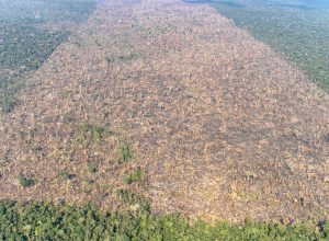 desmatamento-cai-30%-no-brasil-em-2024,-mostra-mapbiomas