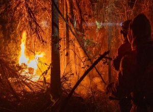 estudo-aponta-que-mundo-bateu-recorde-em-perdas-de-florestas-em-2024