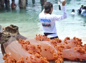 ambientalistas-se-mobilizam-para-retirada-de-coral-invasor-na-bahia