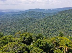 instituto-lanca-edital-para-projetos-que-protejam-a-amazonia