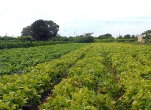camara-aprova-politica-que-estimula-permanencia-de-jovens-no-campo