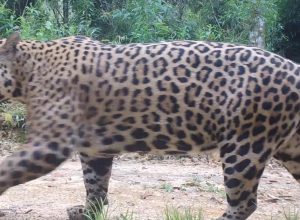 onca-pintada-e-peixe-boi-tem-genomas-mapeados-em-alta-qualidade